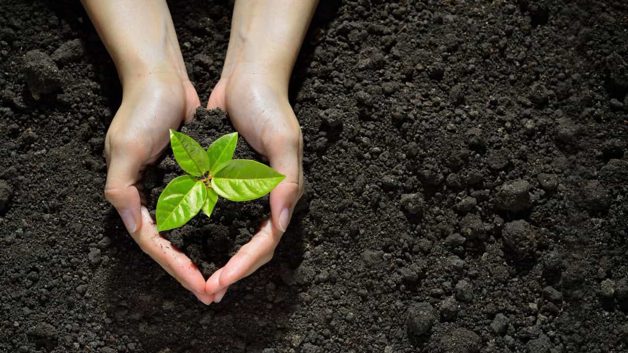 rich soil